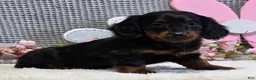 Miniature Dachshund dogs for sale: Emma - Ad 6