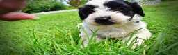 Havapoo dogs for sale: Shadow - Ad 13
