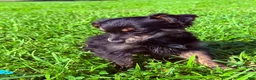 Pomapoo dogs for sale: Rico - Ad 4