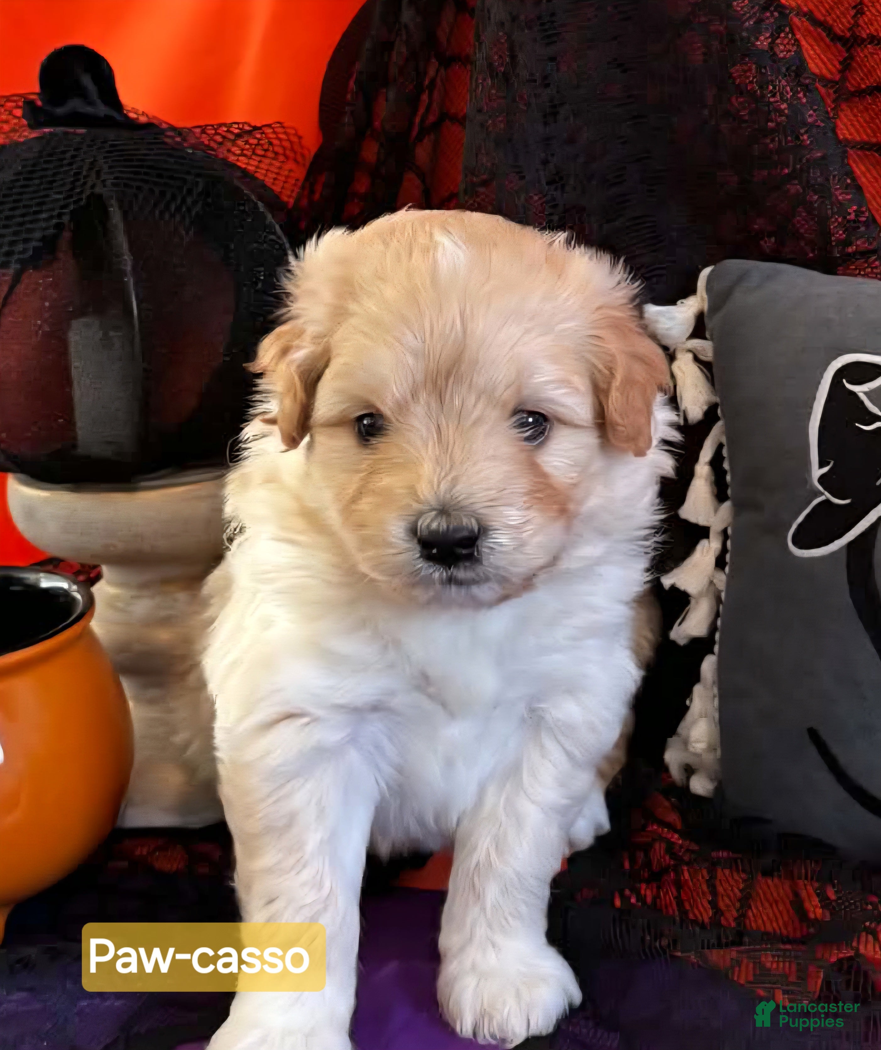 Mixed Breed dogs for sale: Samoyed - Poodle Doodle Sammypoo 3 - Ad 1
