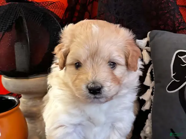 Mixed Breed dogs for sale: Samoyed - Poodle Doodle Sammypoo 3 - Ad 1