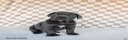 Cane Corso dogs for sale: Mighty - Ad 3