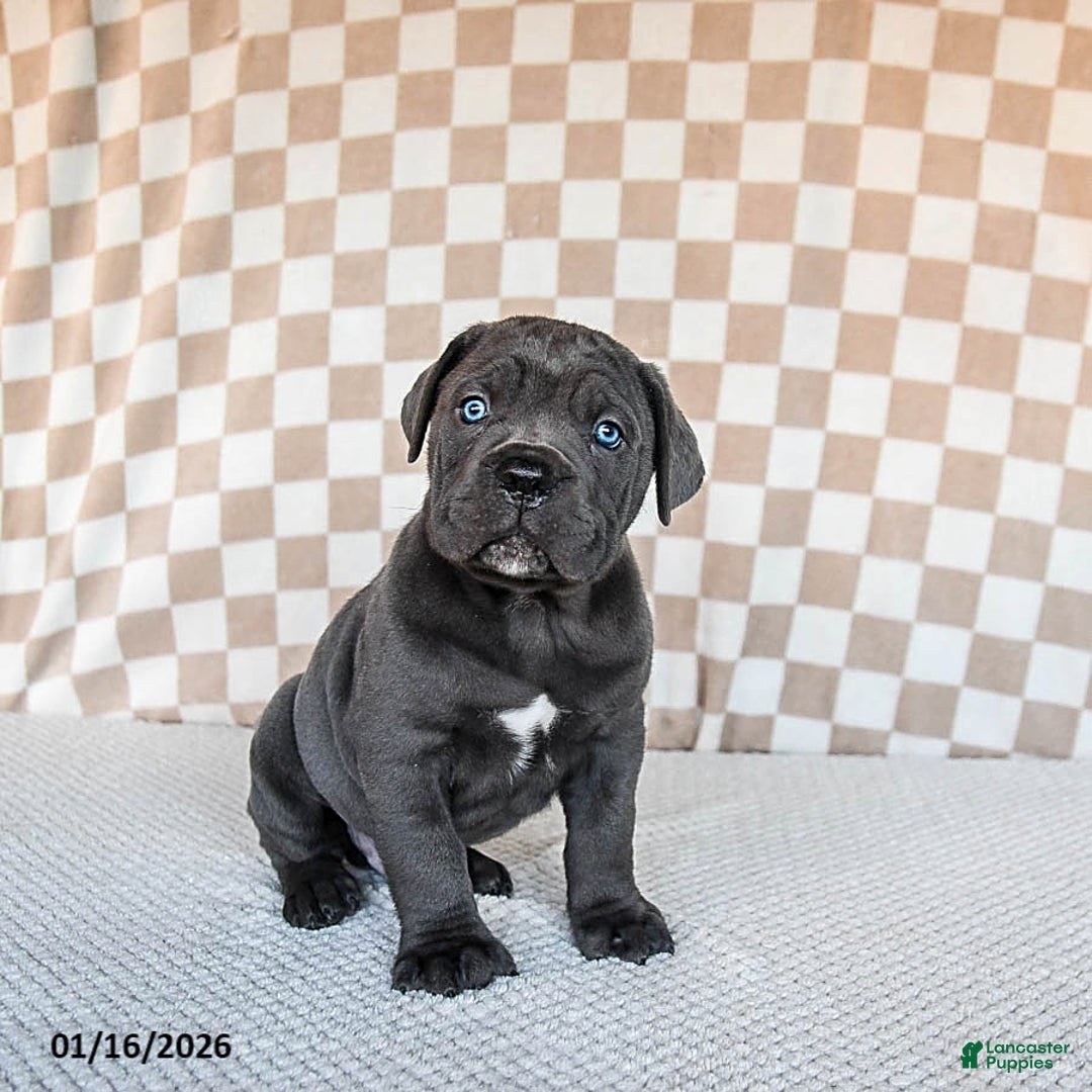Cane Corso dogs for sale: Mighty - Ad 3