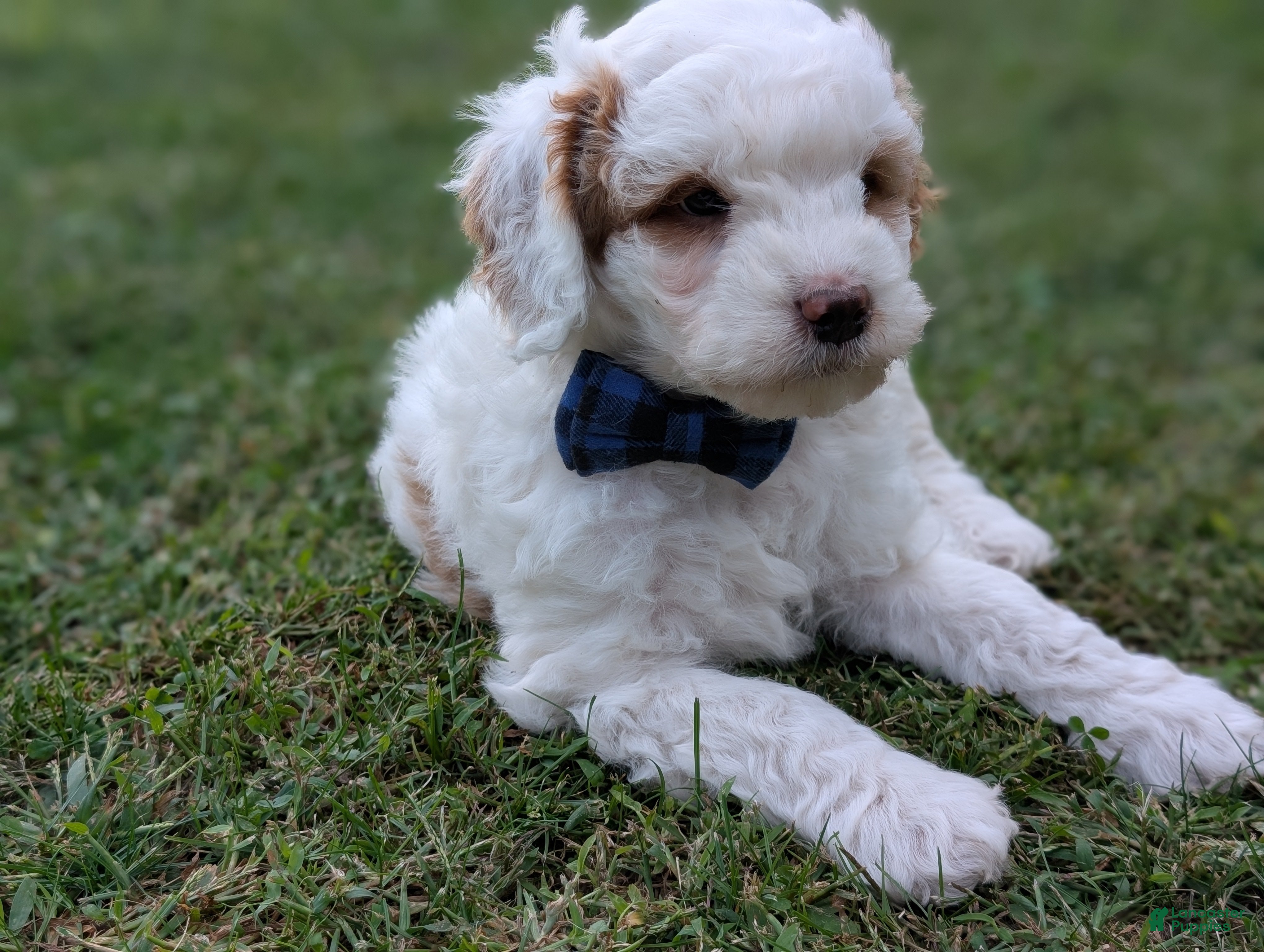 Mini Goldendoodle dogs Buddy - Ad 2
