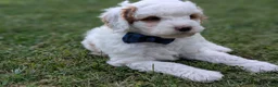 Mini Goldendoodle dogs for sale: Buddy - Ad 12