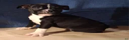 Boston Terrier dogs for sale: Elliott - Ad 7