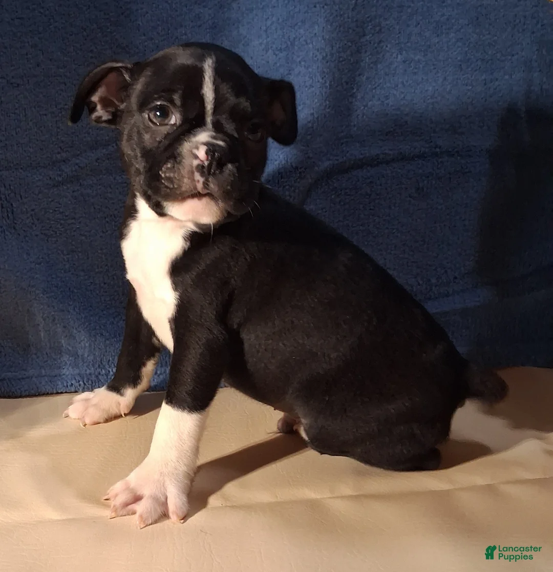 Boston Terrier dogs for sale: Elliott - Ad 7