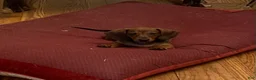 Miniature Dachshund dogs for sale: Hazel - Ad 4