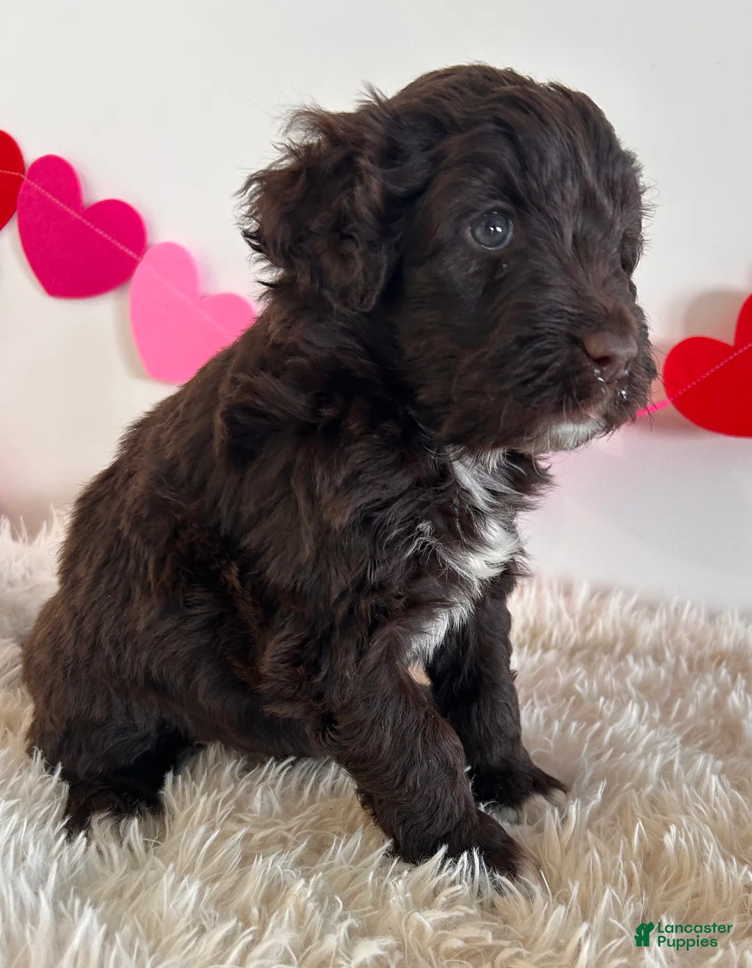 Portuguese Water Dog dogs for sale: Valentine - Ad 2