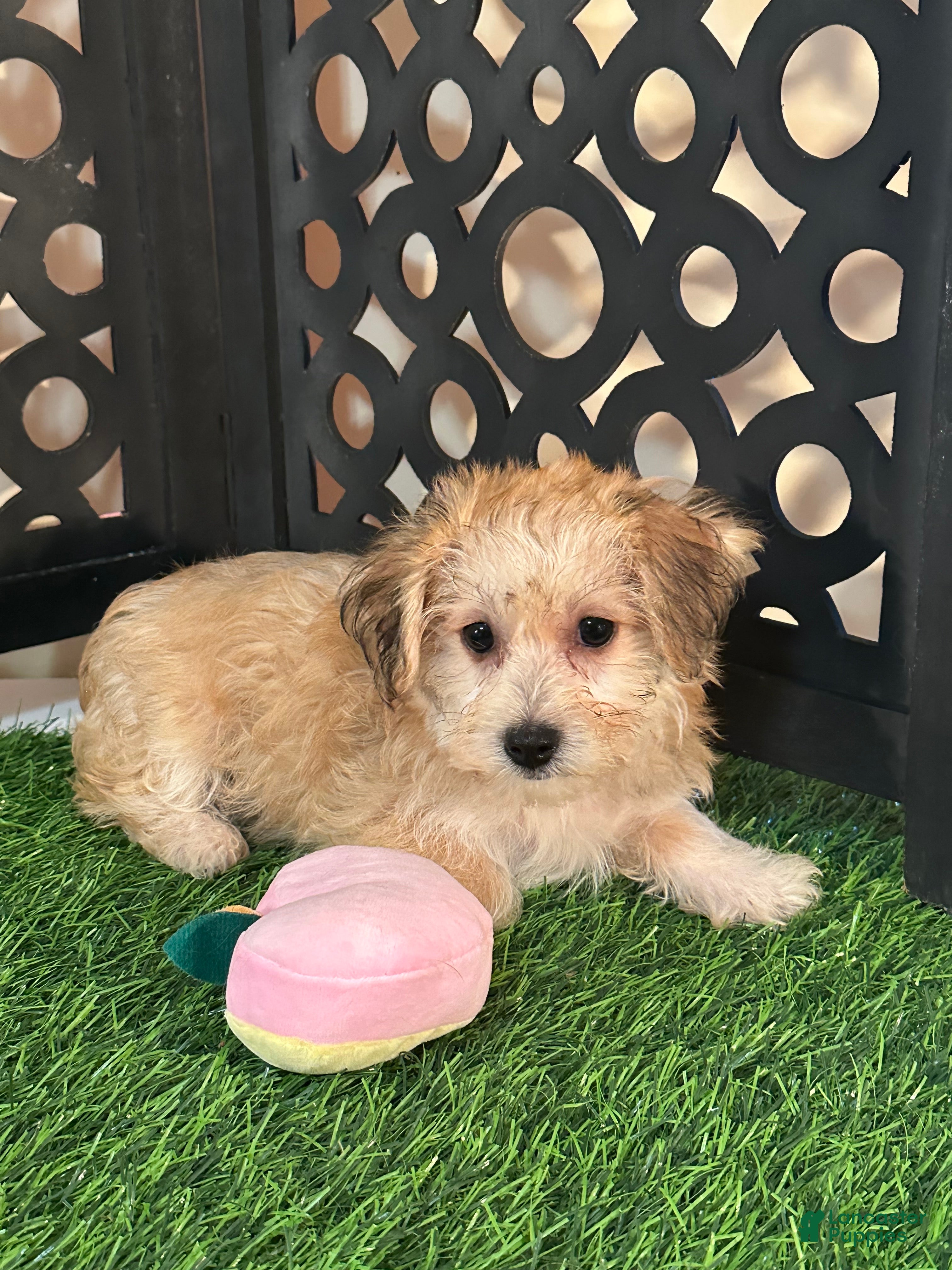 Yochon dogs Ariel Precious Female Yochon Puppy - Ad 1