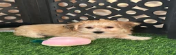 Yochon dogs for sale: Ariel Precious Female Yochon Puppy - Ad 1