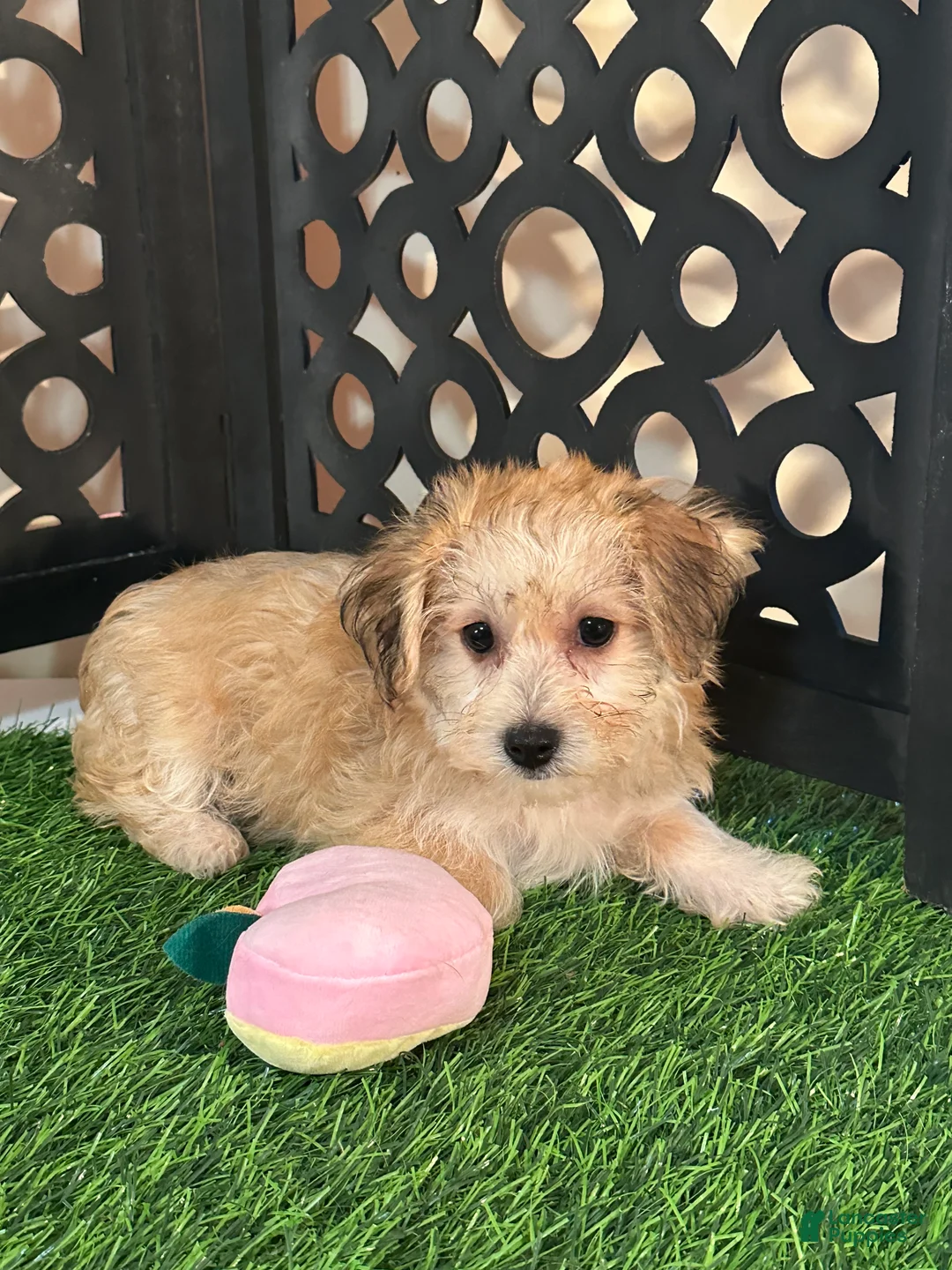 Yochon dogs for sale: Ariel Precious Female Yochon Puppy - Ad 1