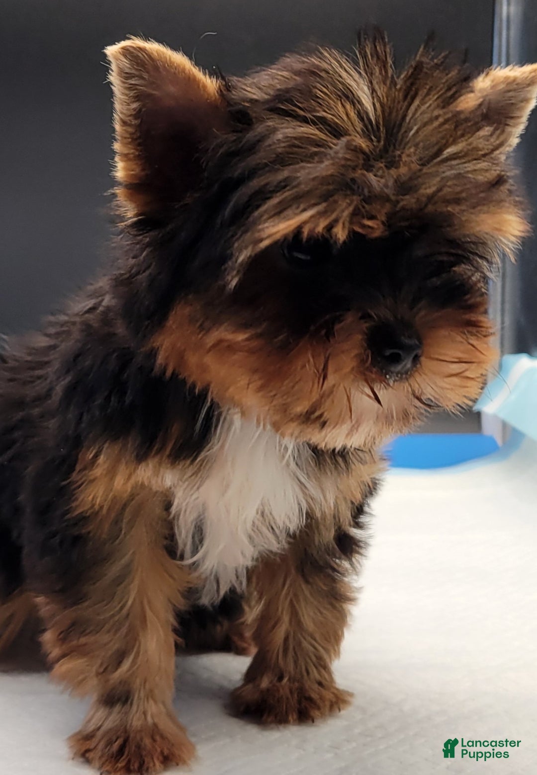 Yorkshire Terrier dogs for sale: Yorkshire Terrier Puppy 2 - Ad 4