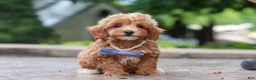 Maltipoo dogs for sale: Leo - Ad 3