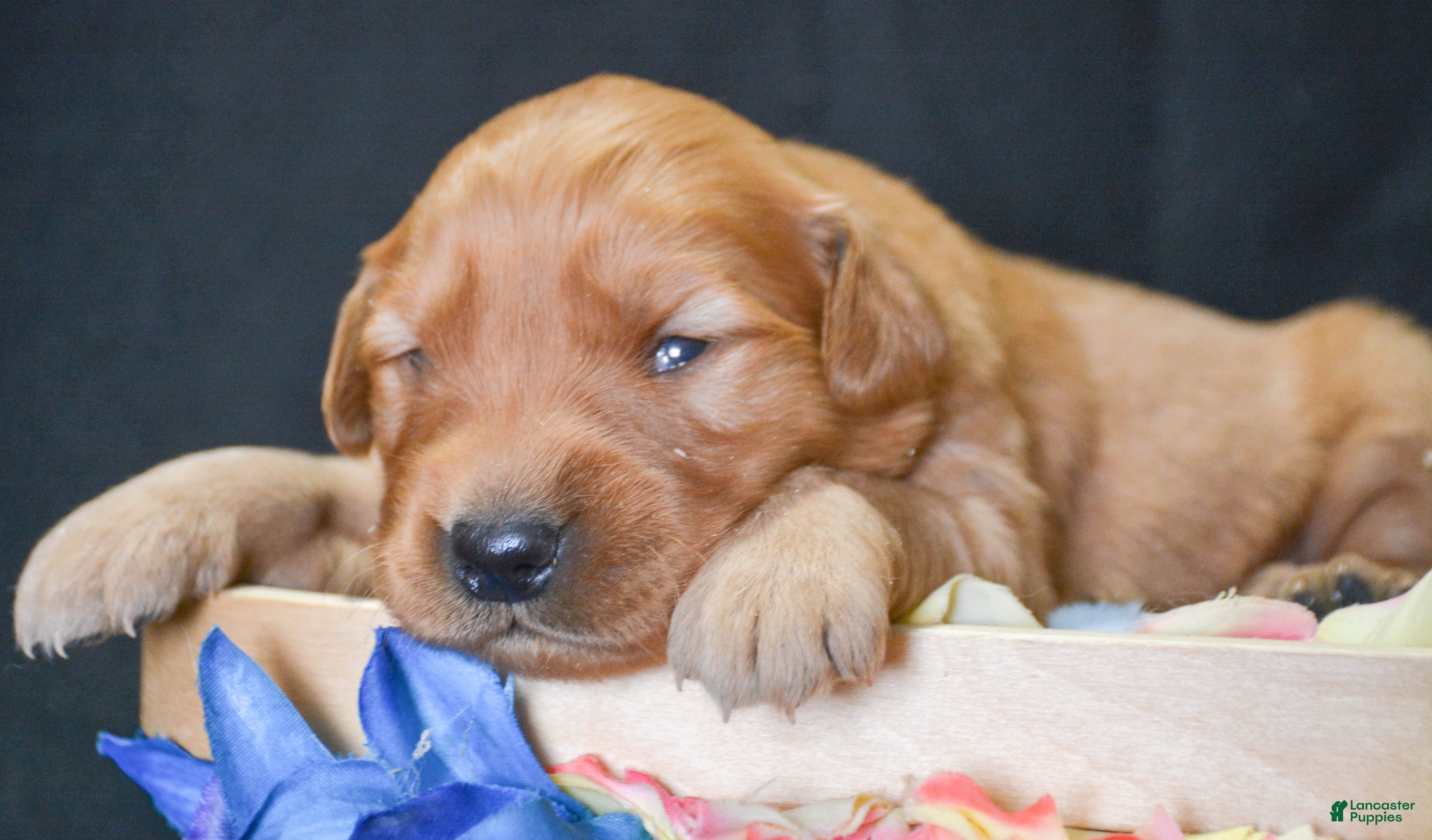 Golden Retriever dogs Golden Retriever Puppy 6 Gabby - Ad 41