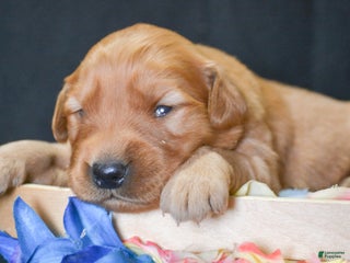 Golden Retriever dogs Golden Retriever Puppy 6 Gabby - Ad 41