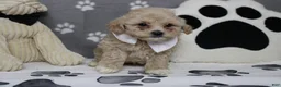 Havapoo dogs for sale: charlie  - Ad 2
