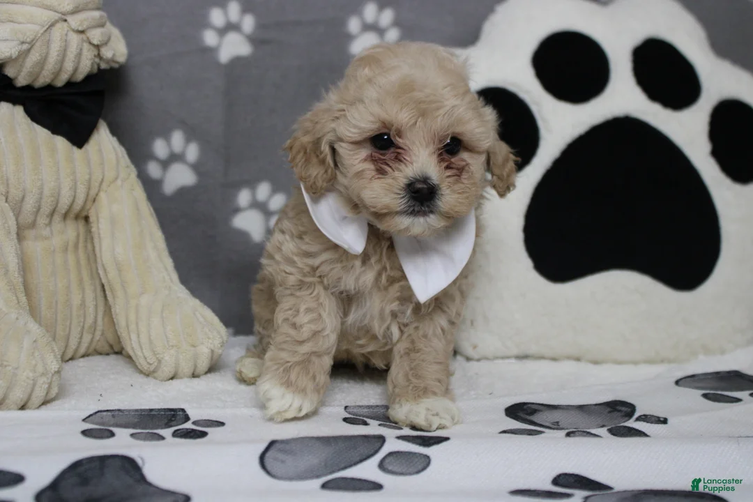 Havapoo dogs for sale: charlie  - Ad 2