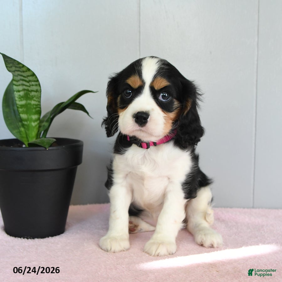 Cavalier King Charles Spaniel dogs Sunset - Ad 2