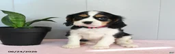 Cavalier King Charles Spaniel dogs for sale: Sunset - Ad 2