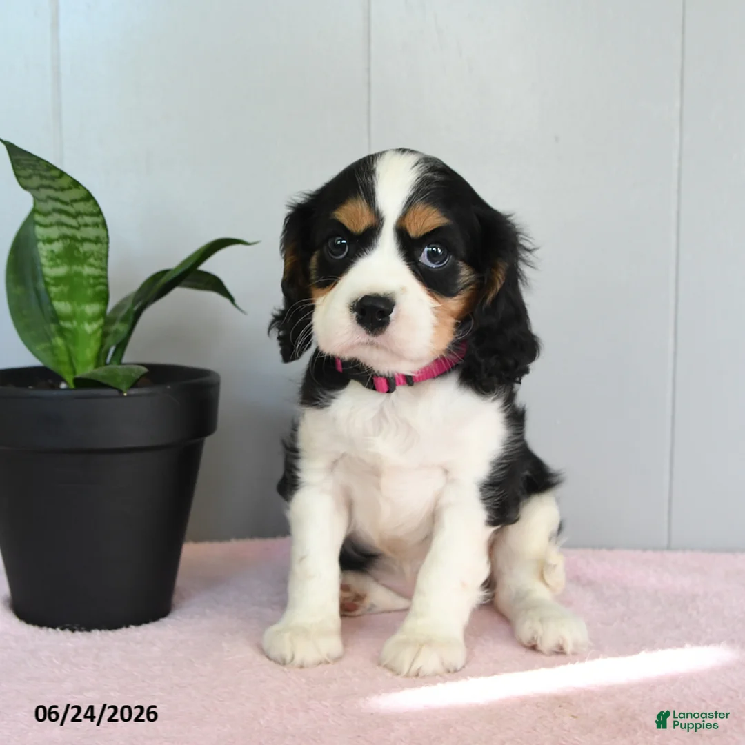 Cavalier King Charles Spaniel dogs for sale: Sunset - Ad 2
