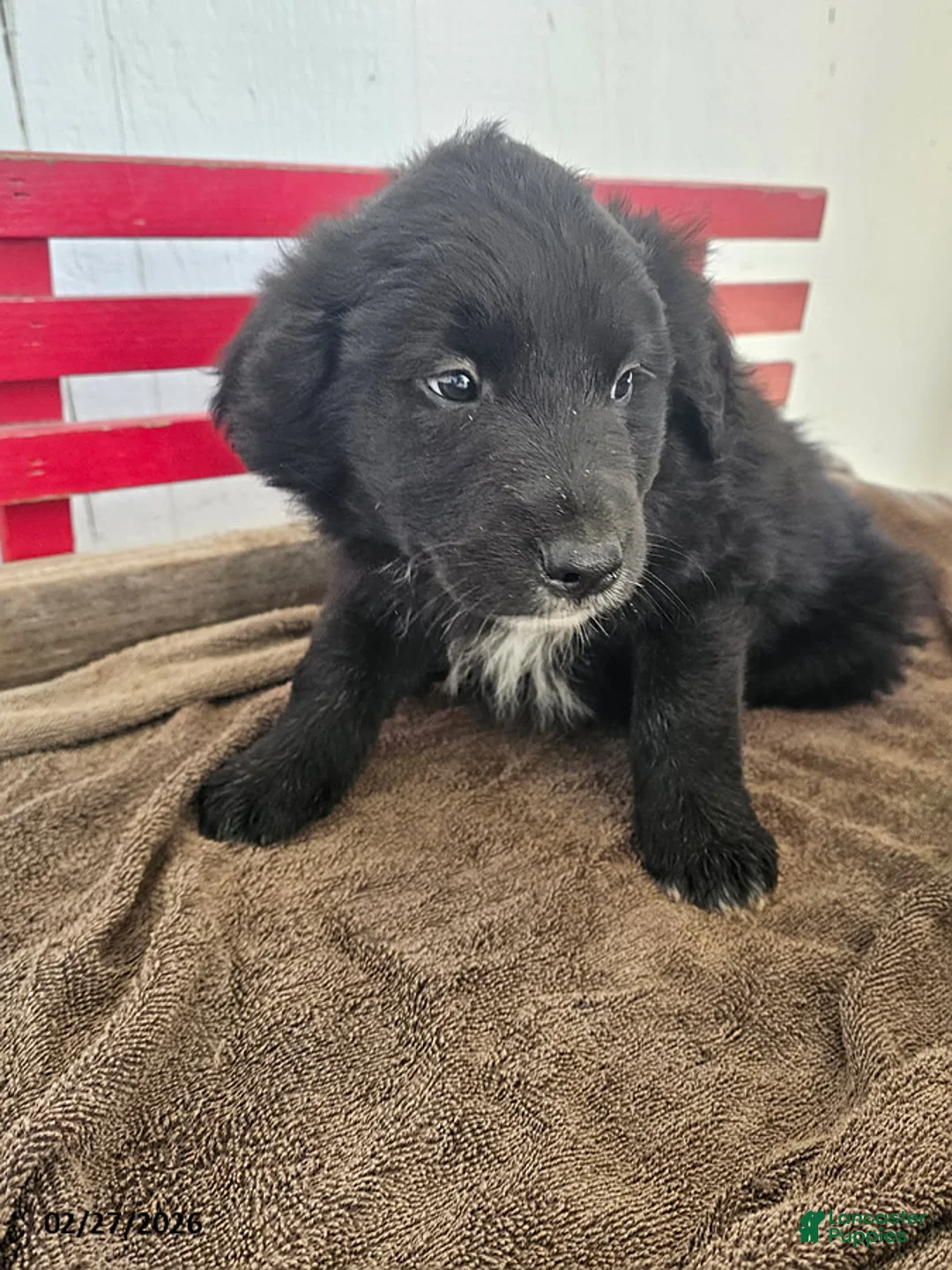 Mixed Breed dogs for sale: Louie - Ad 1