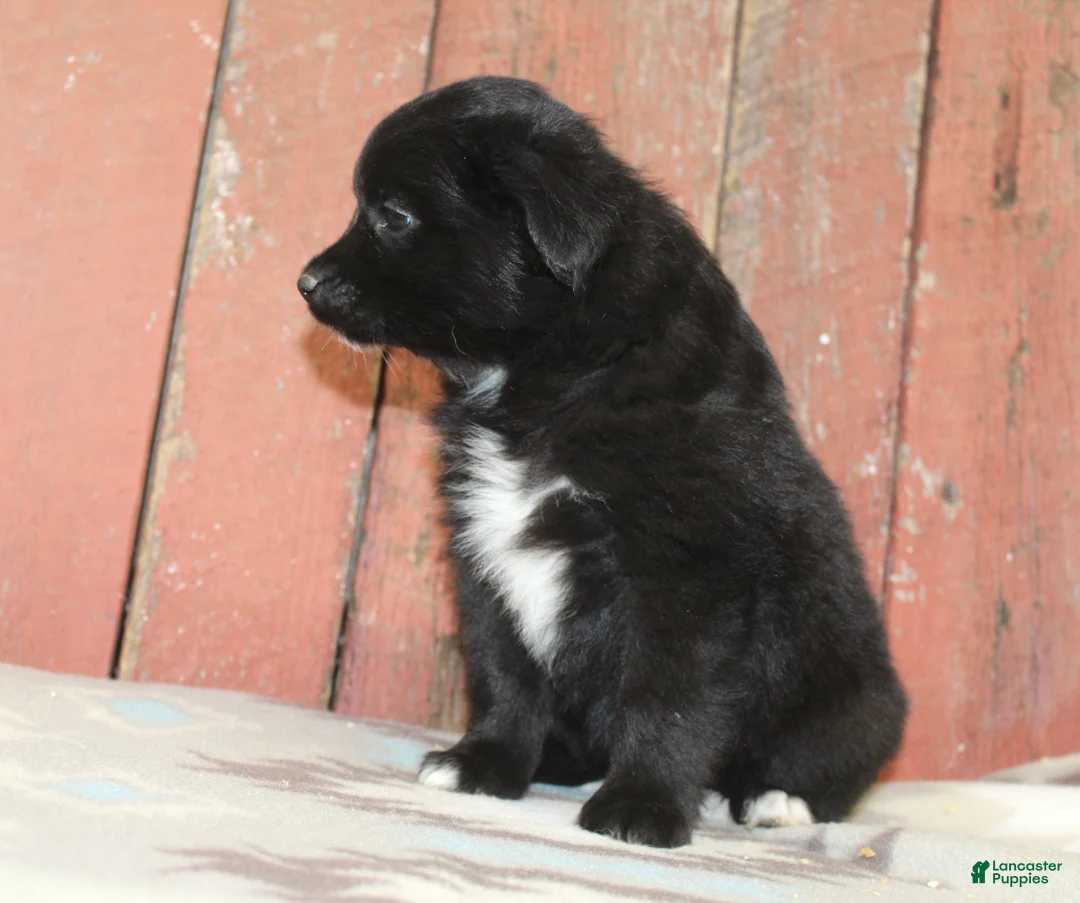 Miniature Australian Shepherd dogs for sale: Miniature Australian Shepherd 9 - Ad 1