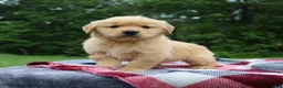 Golden Retriever dogs for sale: Cuddles - Ad 4