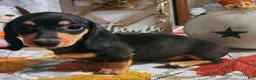 Miniature Dachshund dogs for sale: Lola - Ad 2