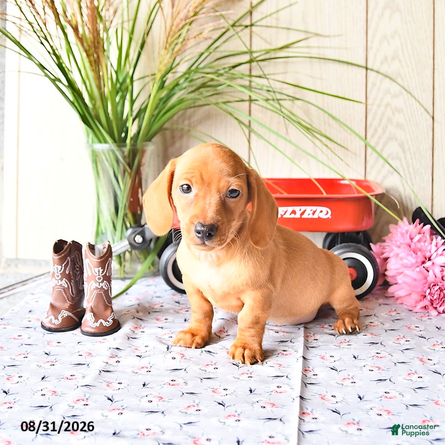 Miniature Dachshund dogs Tyler - Ad 2