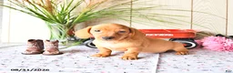 Miniature Dachshund dogs for sale: Tyler - Ad 7