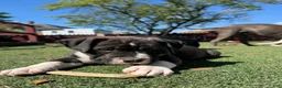 Mixed Breed dogs for sale: Bruno - Ad 3