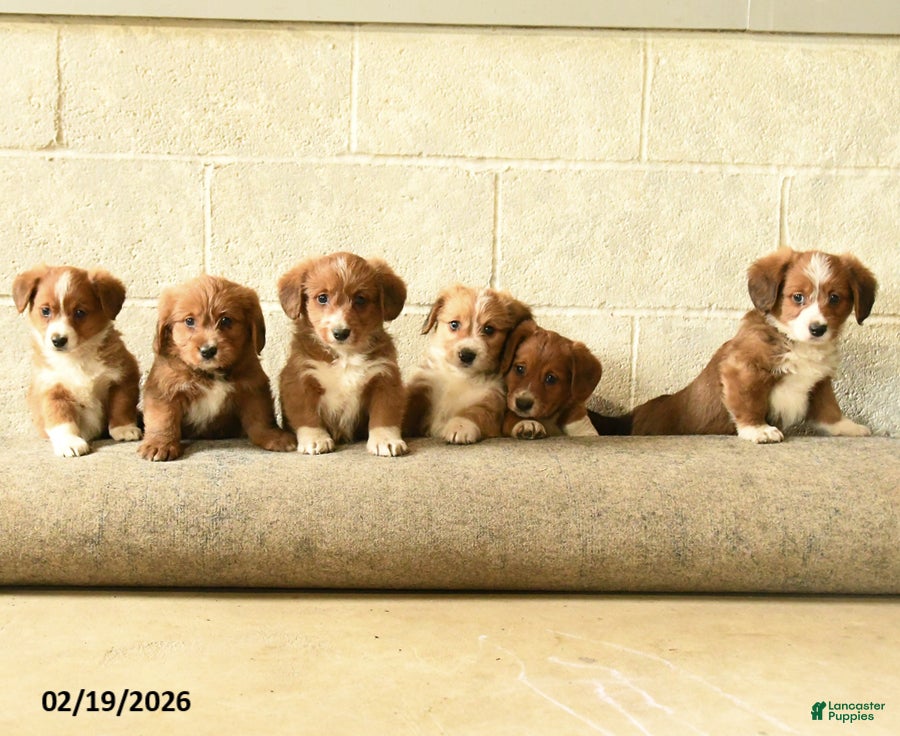 Mixed Breed dogs Queenie - Ad 2