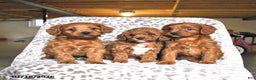 Cavapoo dogs for sale: Gina - Ad 5