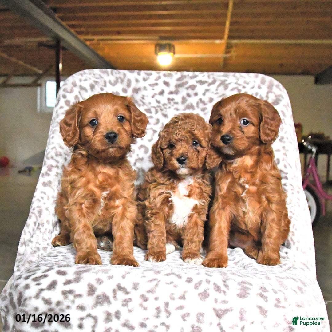 Cavapoo dogs for sale: Gina - Ad 5