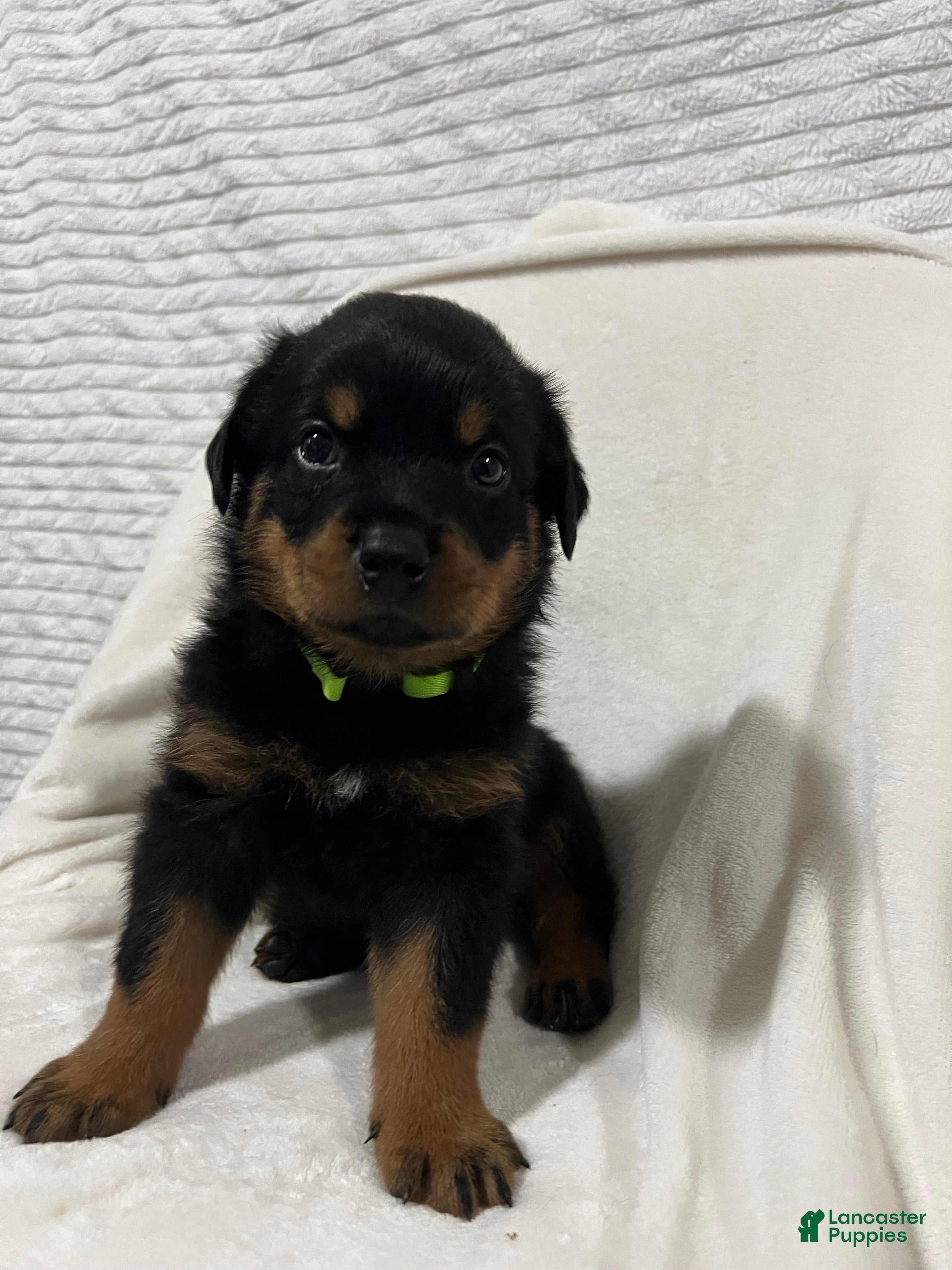 Rottweiler dogs ozzy - Ad 40