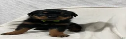 Rottweiler dogs for sale: ozzy - Ad 1