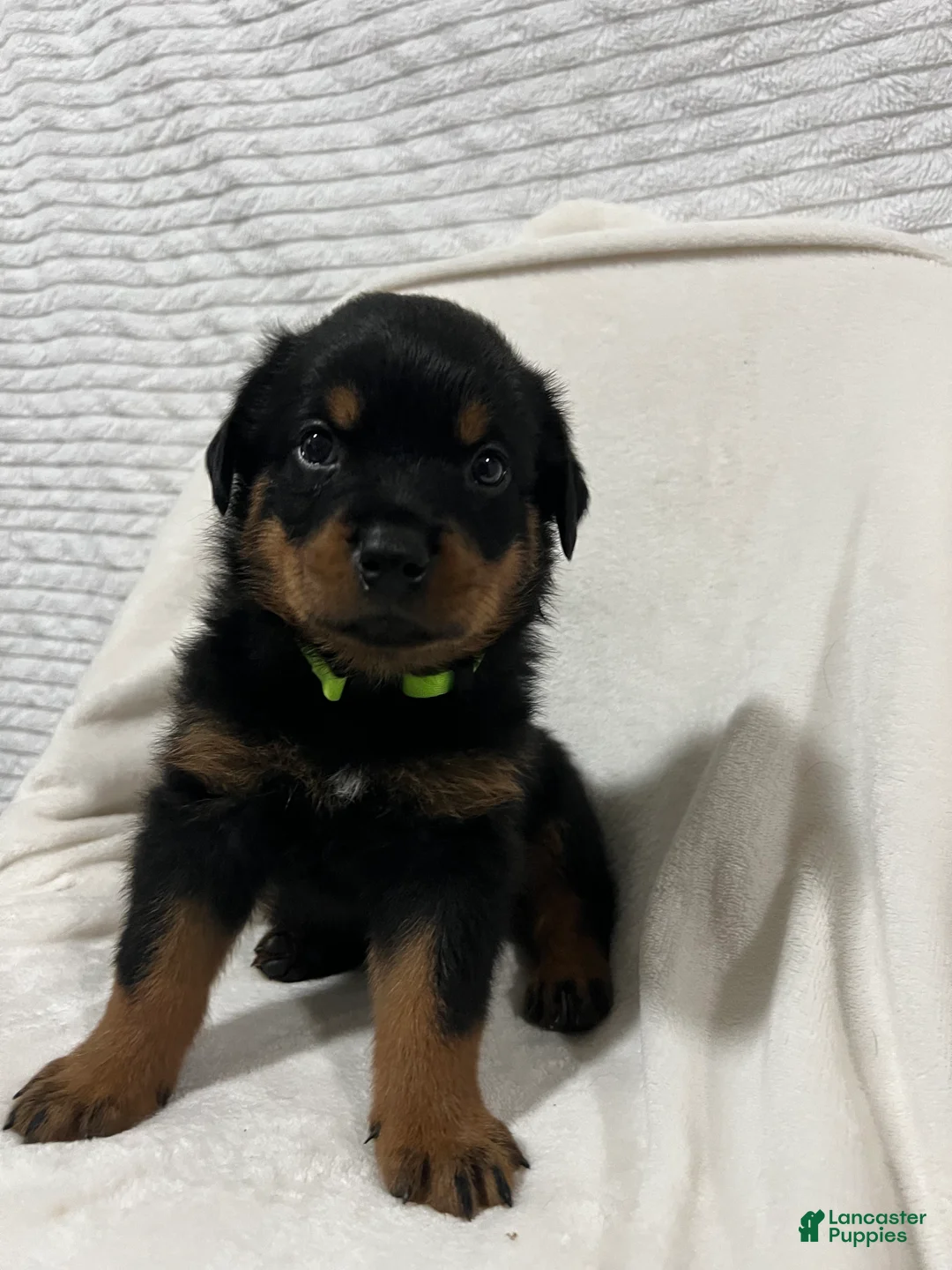 Rottweiler dogs for sale: ozzy - Ad 1