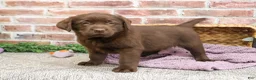 Labrador Retriever dogs for sale: Macy - Ad 5