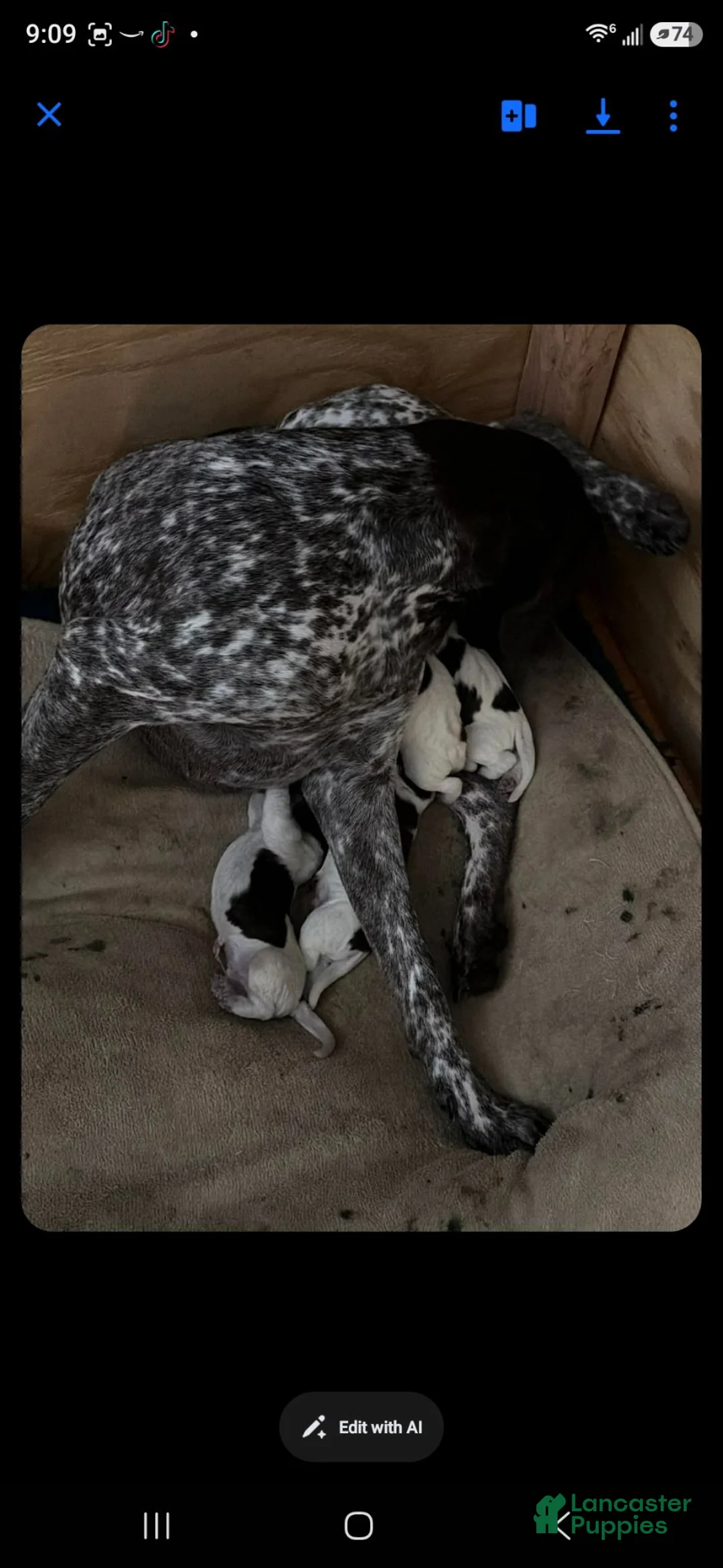 German Shorthaired Pointer dogs for sale: German Shorthaired Pointer 3 - Ad 2