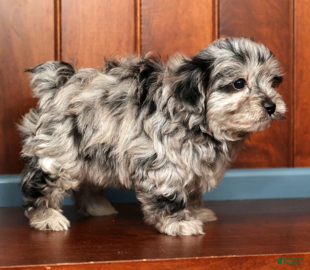 Pomapoo dogs for sale: Thad - Ad 8