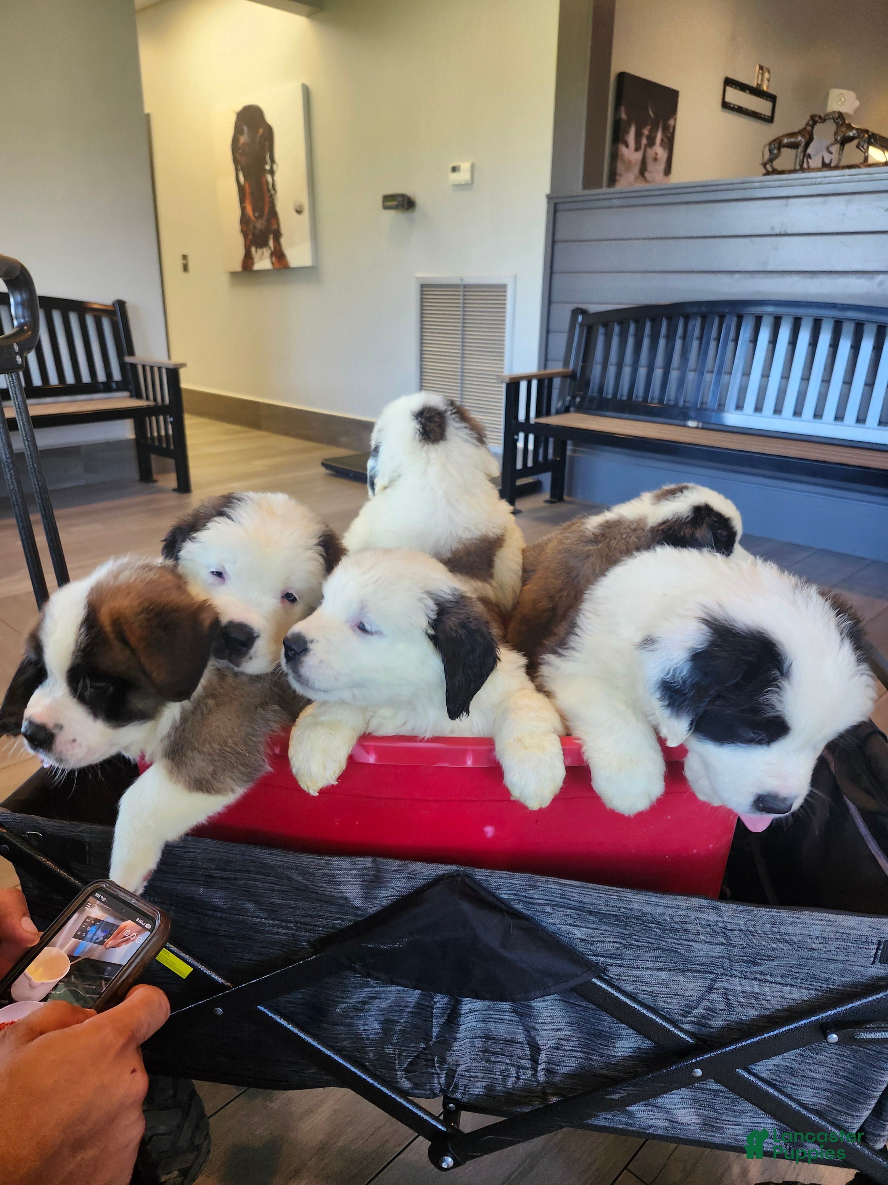 Saint Bernard dogs Saint Bernard 1 - Ad 9
