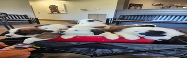 Saint Bernard 1
