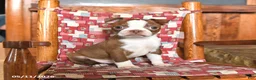 Boston Terrier dogs for sale: Barnaby - Ad 1