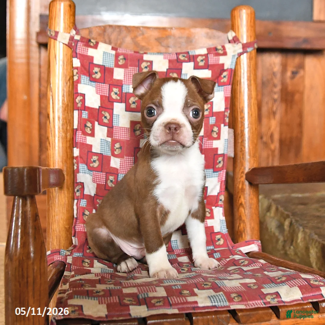 Boston Terrier dogs for sale: Barnaby - Ad 1