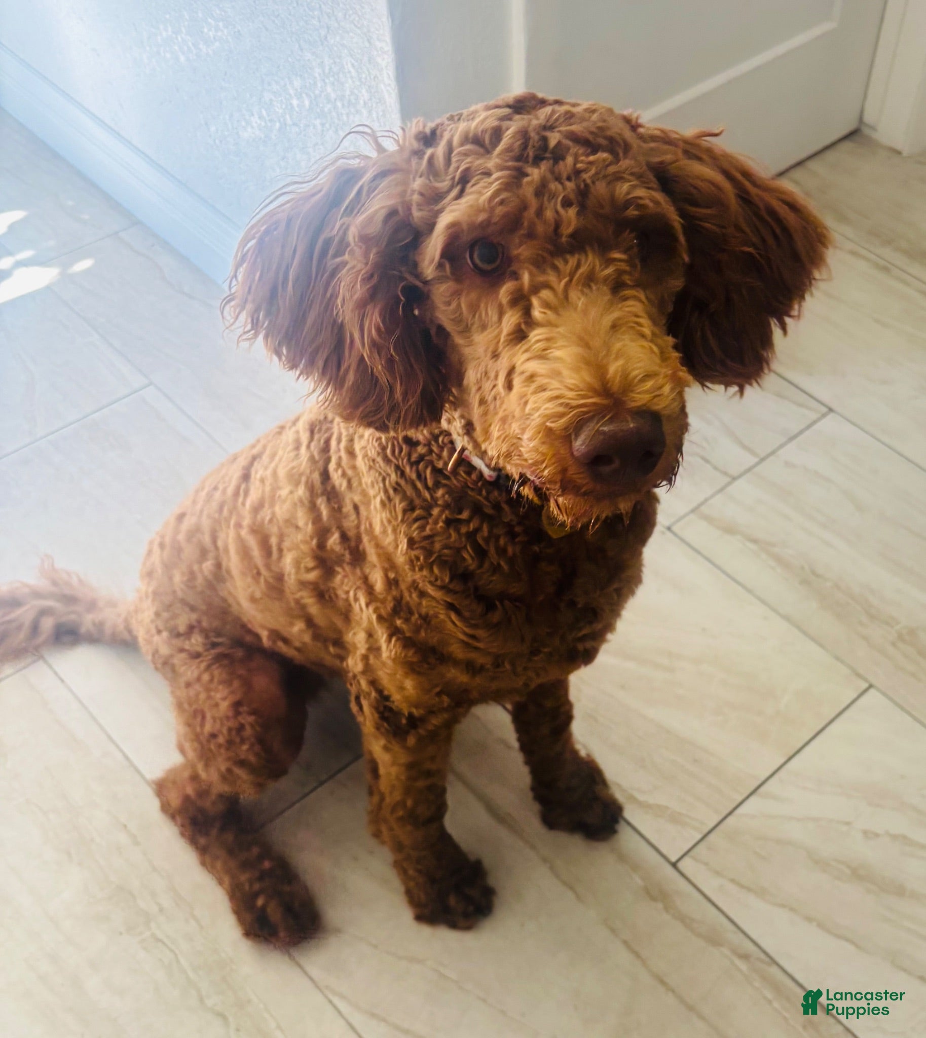 Goldendoodle dogs Sasha - Ad 1