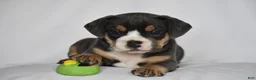 Beabull dogs for sale: Liam - Ad 4