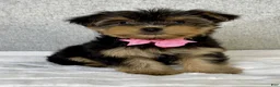 Yorkshire Terrier dogs for sale: Haley - Ad 2