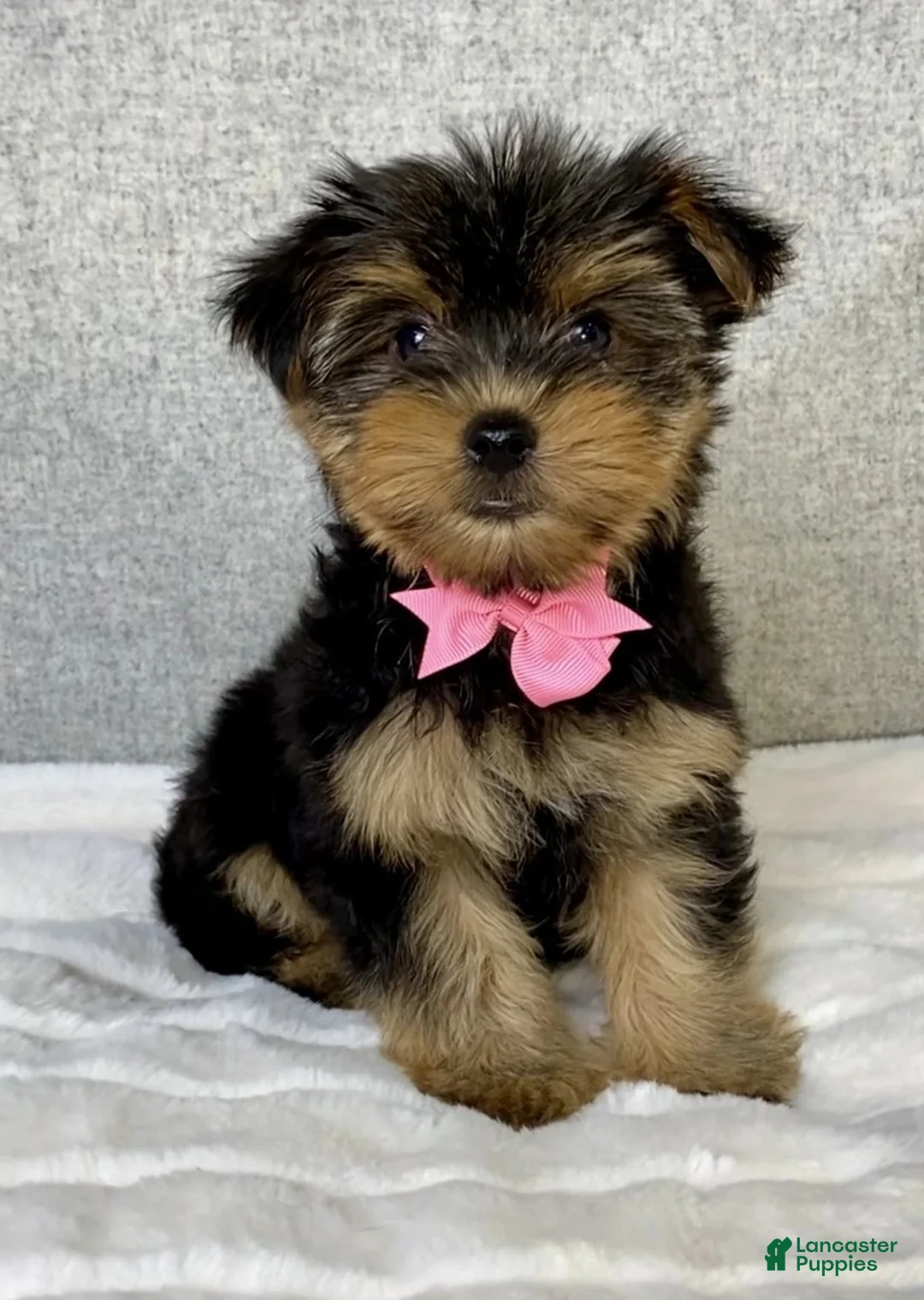 Yorkshire Terrier dogs for sale: Haley - Ad 2