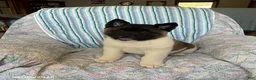 Akita dogs for sale: George - Ad 1